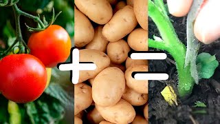 Grafting Tomato onto Potato Rootstock  How Easy Is It?