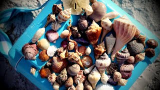 I SHELLED for 24 HOURS on a uninhabited island in Florida - Shell Key!