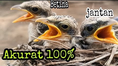 Akurat, Cara Membedakan Jenis Kelamin Cendet Anakan DiUsia 2 Minggu