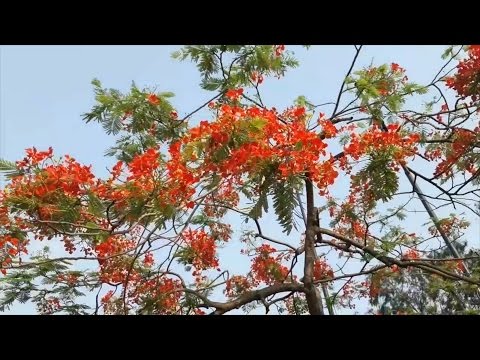 ভিডিও: কৃষ্ণচূড়া রোদে পড়তে পারে