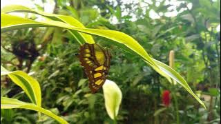 Wolfgang  -  Man Delorean