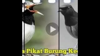Suara burung hutan ribut