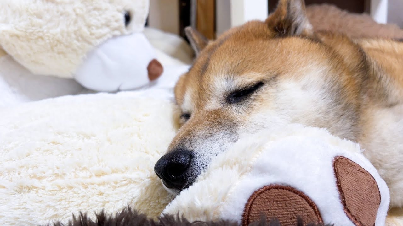 とっても優しいR家の男子♥柴犬パパは見守り隊♥ - YouTube