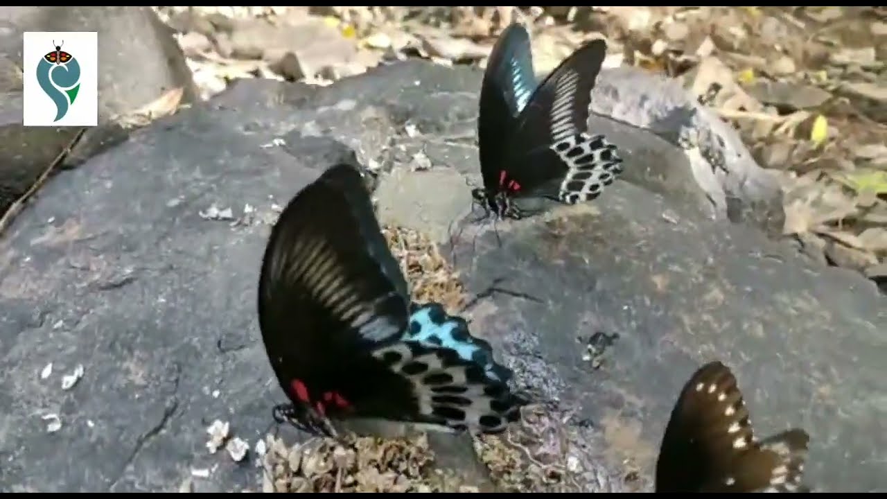 Mud-puddling Butterfly