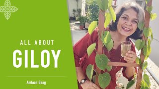All About Giloy गलय- बल एक, चमतकर गण अनक