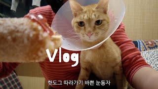 vlog * 고양이 브이로그 | 먹고 말하고 밟고 자고 | 투머치토커 김호랭 일상 Ep.05 by 기모랭 484 views 3 months ago 10 minutes, 35 seconds