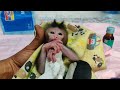 Newborn Baby Monkey Boy came Home from the Doctor, taking Medicine