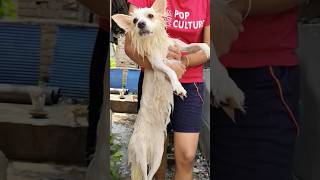 Pov: Dog vs bath vs me 🤡 #vlog #cat #dog #dogbath