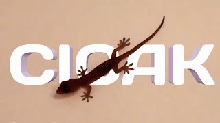 Download Lagu Cicak cicak di dinding MP3