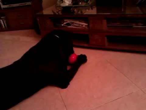 Odie Labrador: Jugando con el Kong blackpink