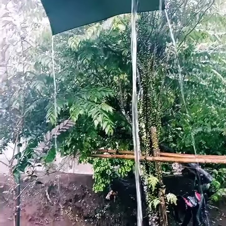 kecapi suling diiringi rintik hujan