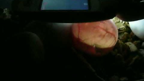 Port Mac Carpet Python Eggs - Embryo Movement, Candling Day 36