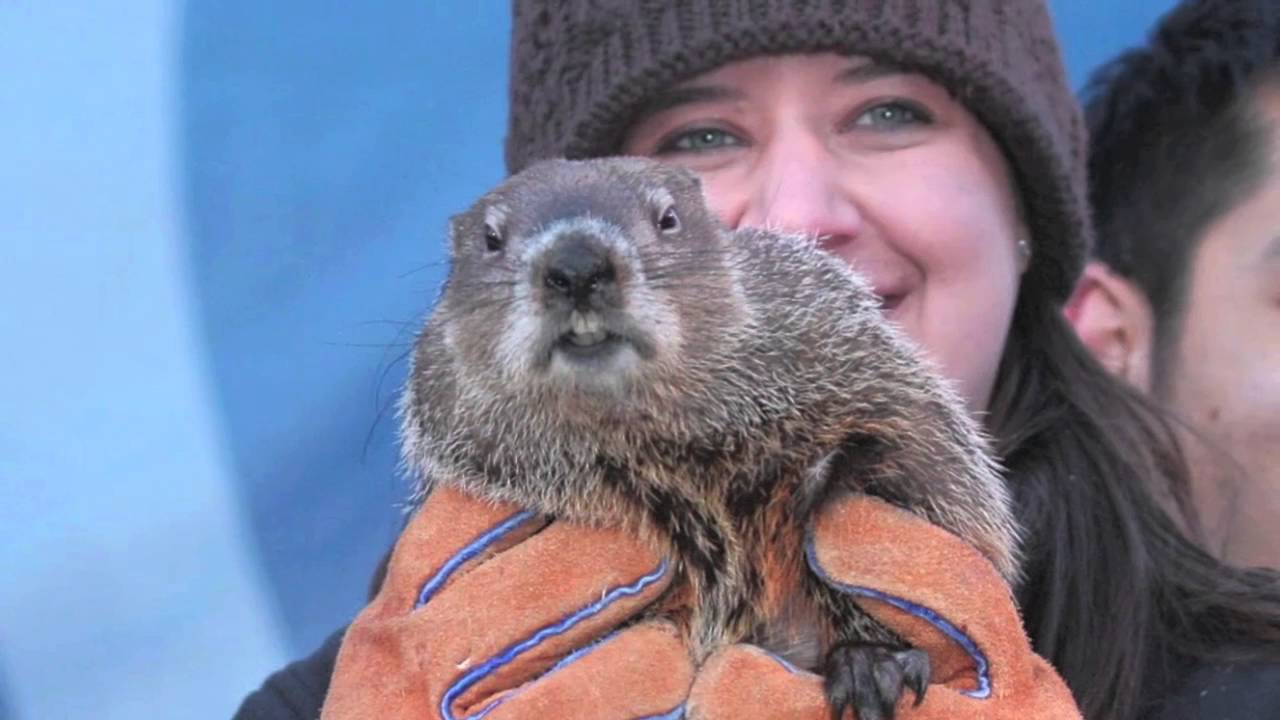 How to watch Punxsutawney Phil and Staten Island Chuck on ...