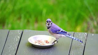 Nhạc thư giãn chào buổi sáng kèm tiếng chim hót screenshot 3