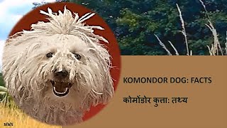 THE KOMONDOR DOG: FACTS कोमोंडोर कुत्ता: तथ्य @wildwithnature7030