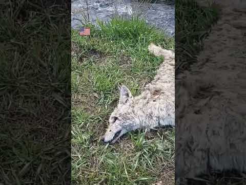 #coyote #animal Muerto en el #rio de #usa #shorts @MELMORA