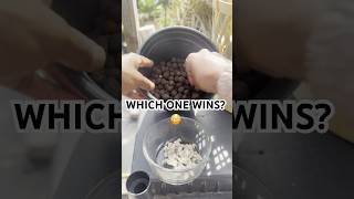 Aquaponics vs Soil 😳🌱 (Which Cotton Sprouts Faster)