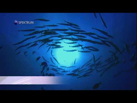 Video: Podvodní skály oceánů