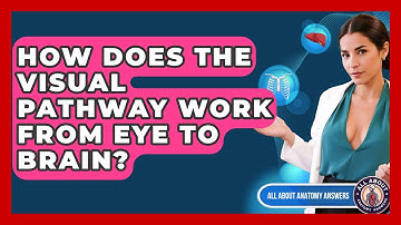 How Does The Visual Pathway Work From Eye To Brain? - All About Anatomy Answers