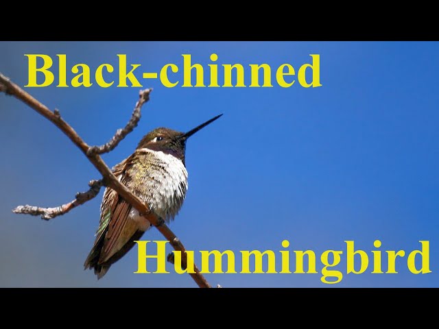 At Your Feeder: Black chinned Hummingbird - YouTube