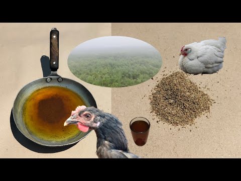 Winter Water Supplements for Chickens | Ajwain Seeds and Water for Birds | Dr. ARSHAD
