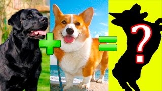 🐕❤️🐩 15 unbelievable cute cross breed dogs pt. 2
