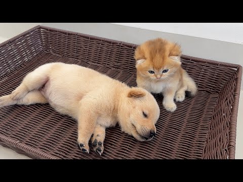 How does a kitten react when it encounters a sleeping puppy?