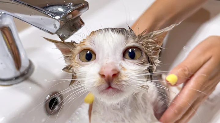 Watch the video about Baby Kitten Bathing for the First Time!