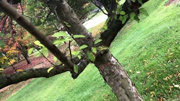 How to: Prune a Ornamental Crab Apple Tree - Pre Pruning Project - Tree is loaded with Suckers