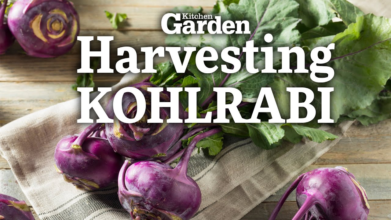 Harvesting Kohlrabi How to grow Kohlrabi YouTube