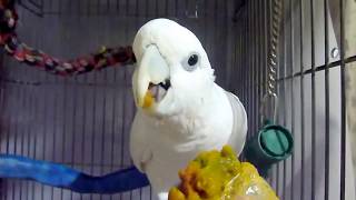 ソロモンオウムたろちゃん　カボチャを待ってる間のひとり言 90