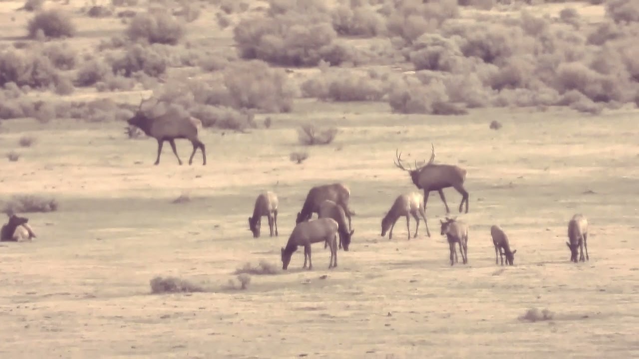 New Mexico GMU Unit 51 Hunting Information YouTube