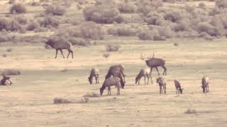 New Mexico GMU Unit 51 Hunting Information
