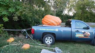 Pumpkin unloading Red Neck style !