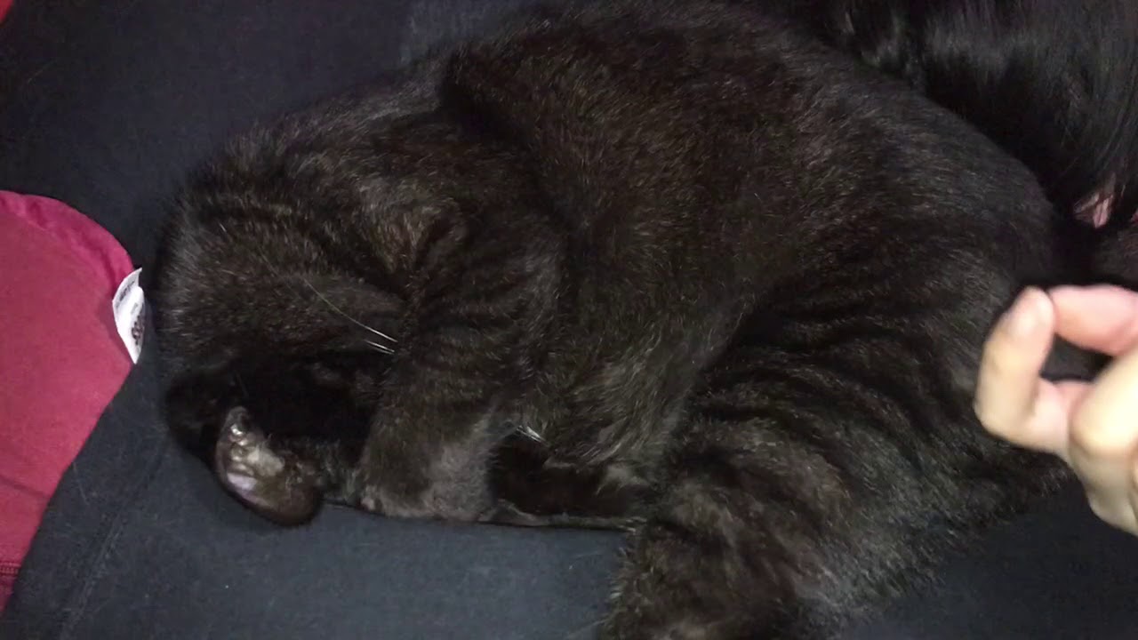 寝てるのをじゃまされて顔を隠す黒猫ライゾー Youtube
