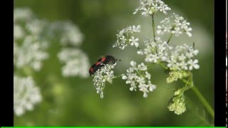 Фото цветов. Жасмин, пион, сныть обыкновенная, папоротник, лилия, василек. (4k UHD)