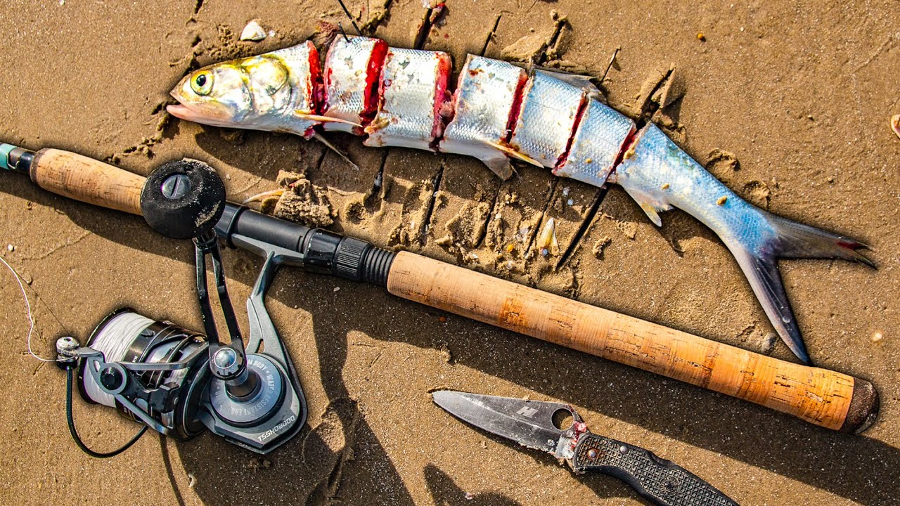 what happens when using chunked ladyfish for bait at the beach? 