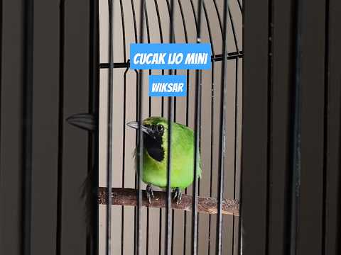 Jomin Emosi || Cucak Ijo mini keluarkan isian || Cimin Gacor || Pancingan Ampuh burung Terbaru