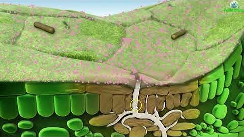 Chlorothalonil - Did I kill My Living Soil?