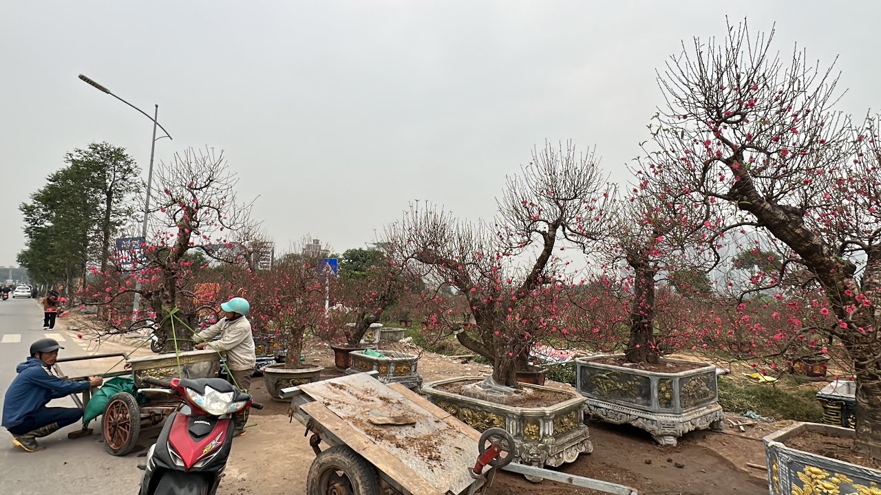 ĐÀO TO ĐẸP QUÁ, GIÁ THUÊ HỢP LÝ, KHÁCH CHỐT RẤT NHIỀU CHƠI TẾT