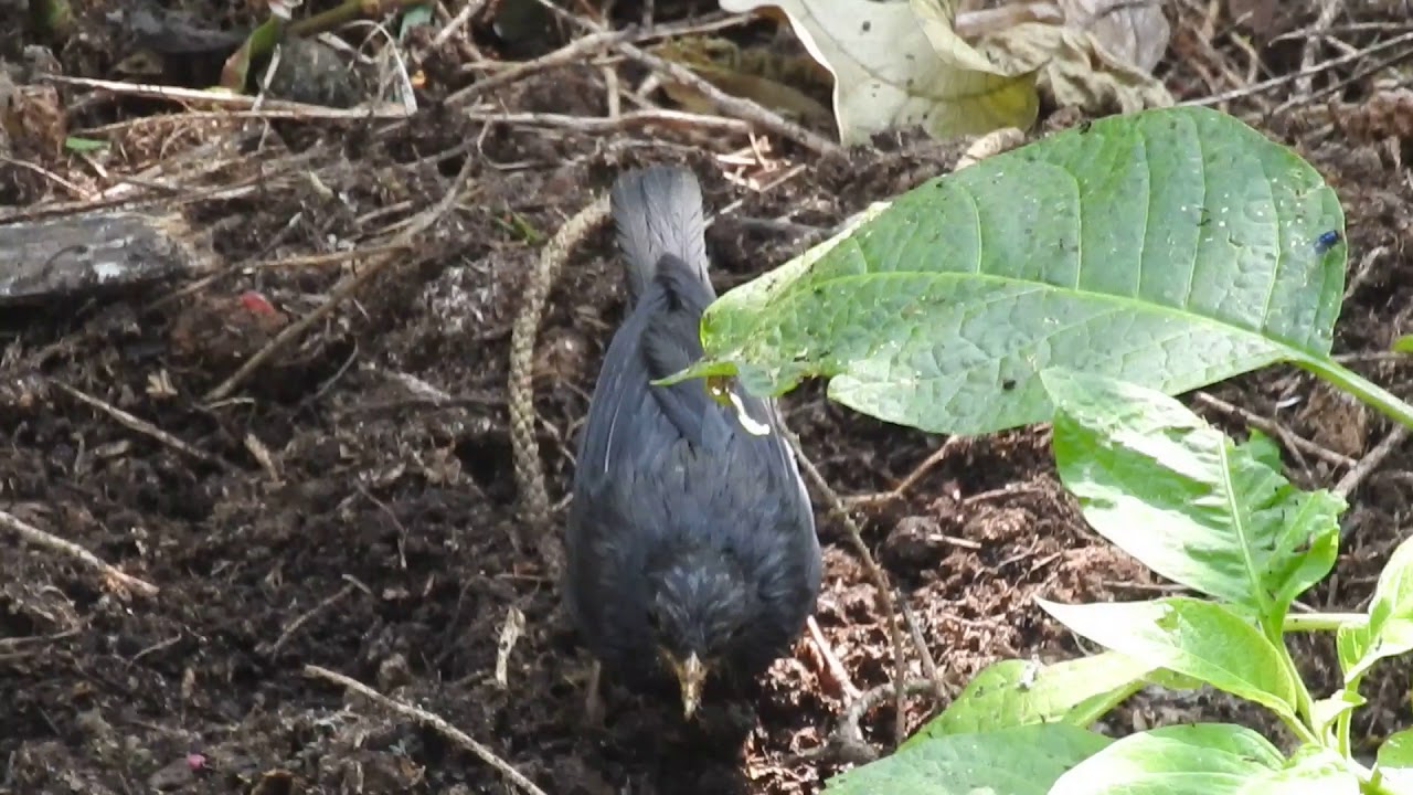Black-breasted Thrush 