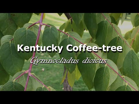 Video: Kentucky Coffeetree -tiedot: Opi kasvattamaan Kentucky-kahvipuuta