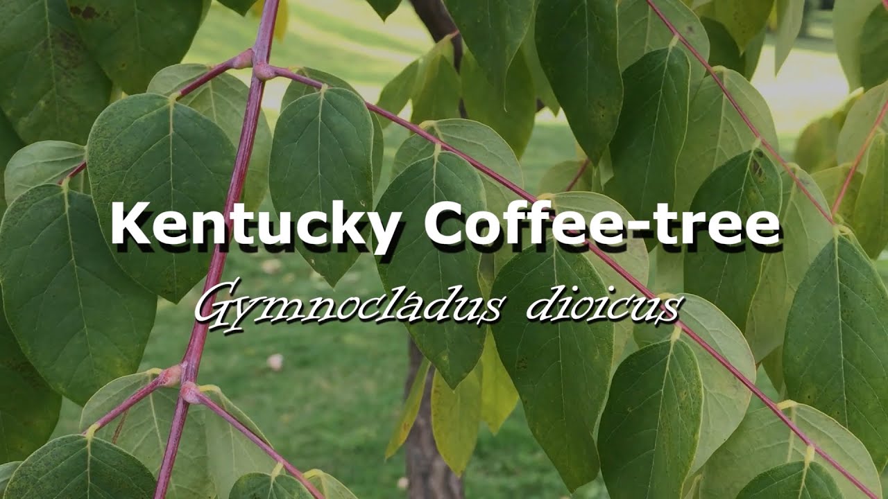 Urban Trees - Kentucky Coffee-tree