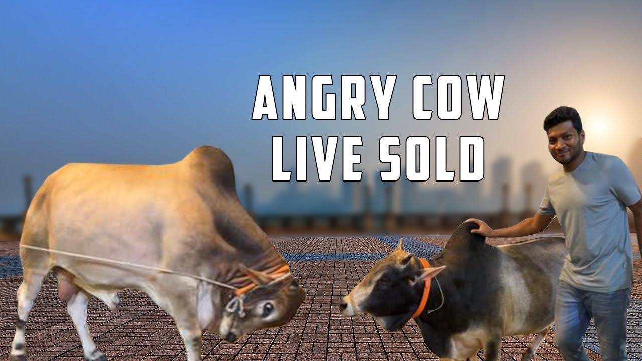 ইমরান ভাইয়ের কুরবানির গরু ২০২৪ | Sadeeq Agro Live Sold Cow 2024 | Sadeeq Agro 2024 Collection Pakra