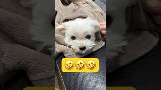 毛布から出たくないとこうなる🥹🥹🥹#shorts #可愛い犬 #マルチーズ