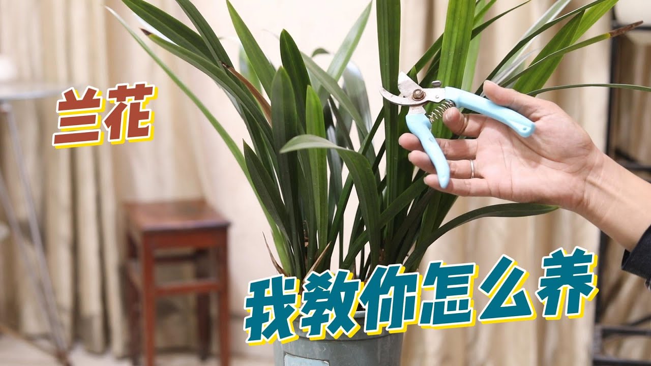 兰花怎么养？园艺师教你，兰花的详细养护技巧