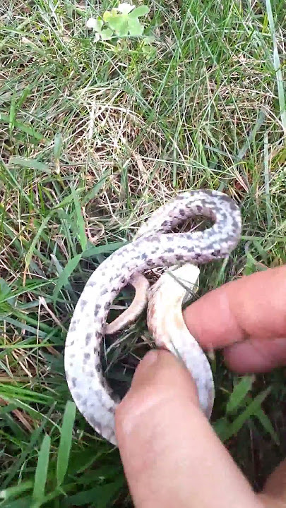 Western Hognose Snake (Heterodon nasicus) playing dead {!--서부