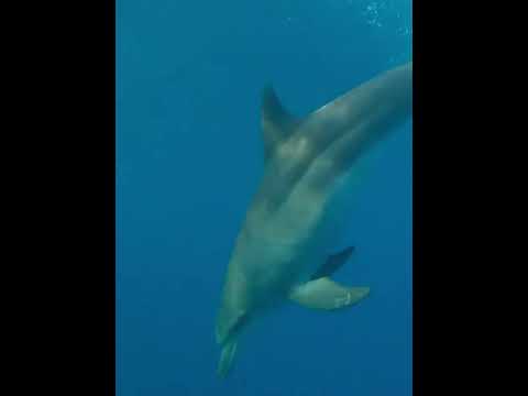 معلومات لم تكن تعرفها عن الدلافين