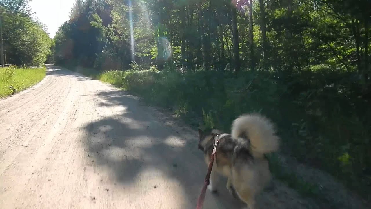 rescue dogs rock nyc Fenway's sunset run
