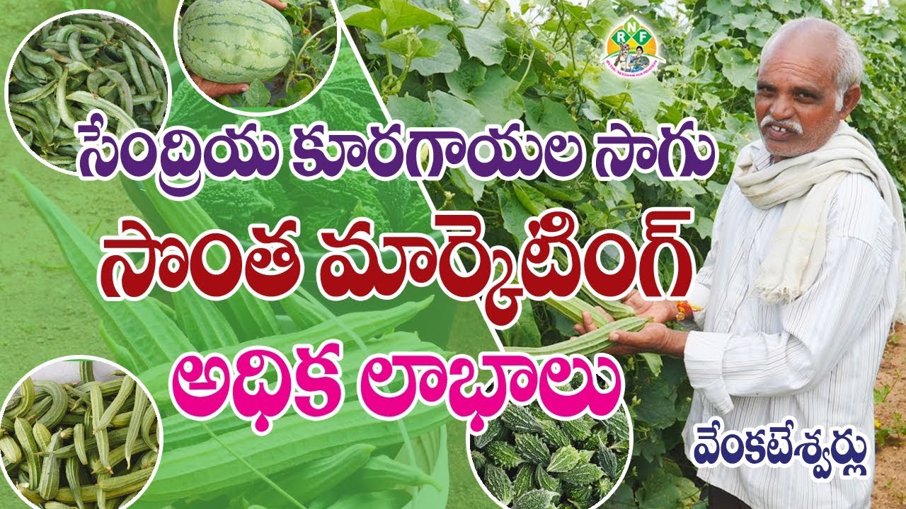 Organic Vegetable Farming || Venkateshwarlu || Contact - 7702710588